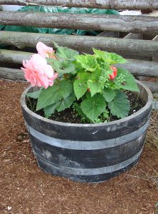 Begonia Basket